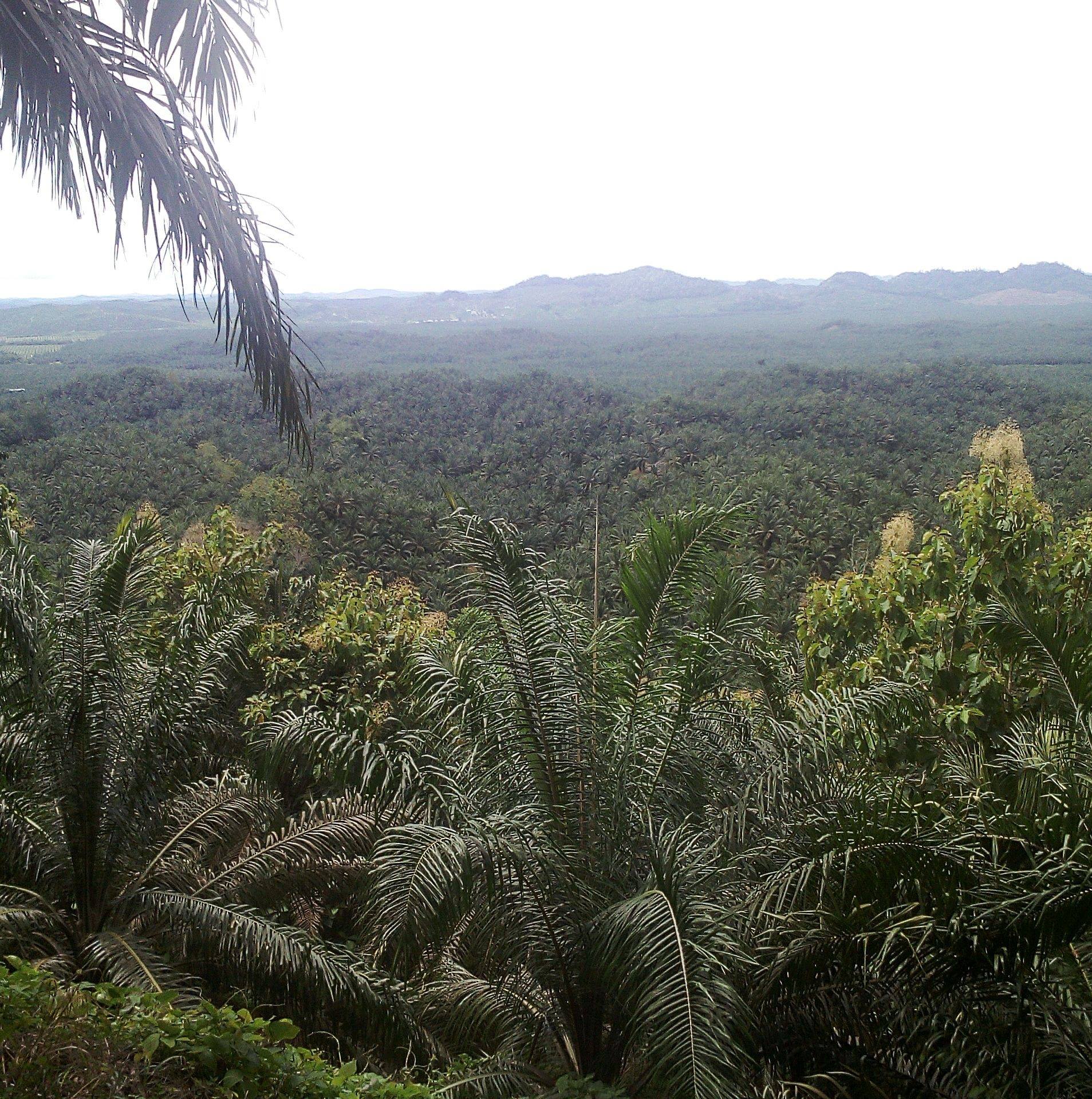 TAMACO PLANTATION SDN. BHD.