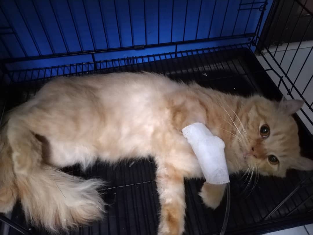 MY PETS ANIMAL CLINIC