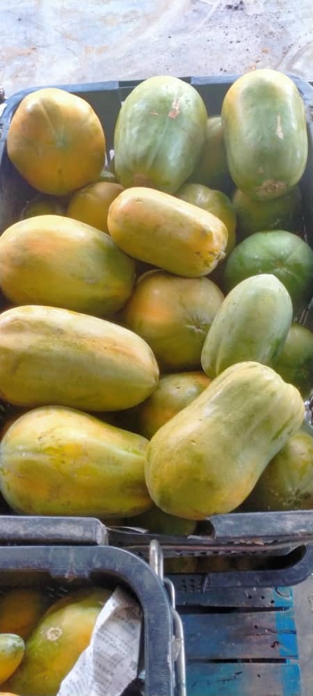 MYTROPICAL FRUITS SDN. BHD.