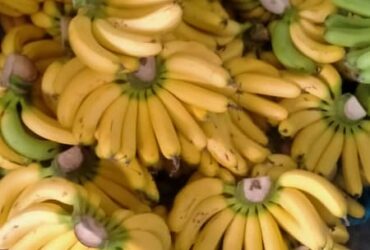 MYTROPICAL FRUITS SDN. BHD.